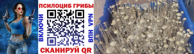 Купить  Зарайск  Псилоцибиновые грибы GOLDEN TEACHER 